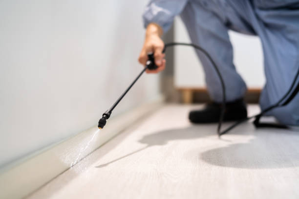 Certified termite inspector examining foundation in Annandale
